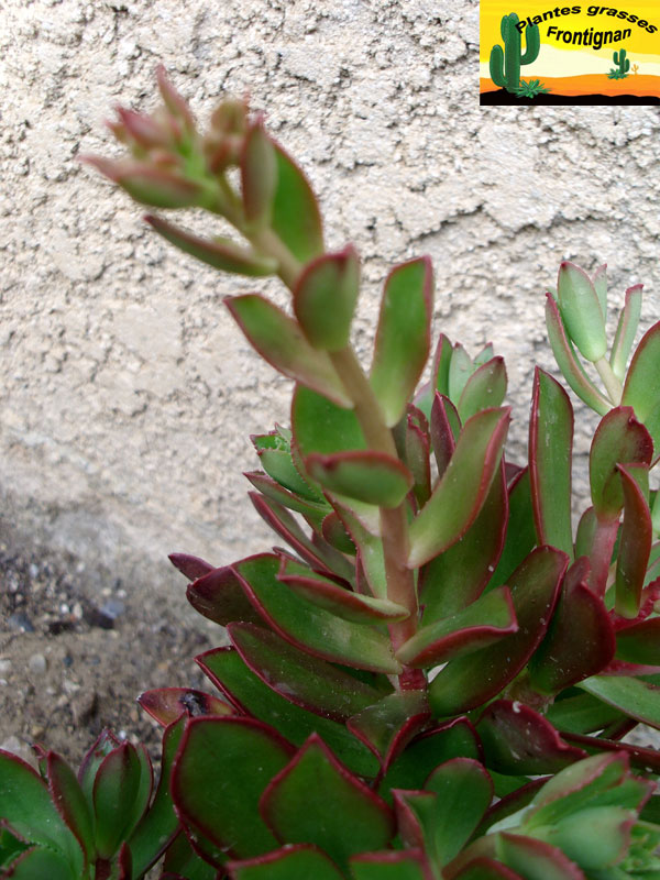 Index of plantes grasses mediterranennes fiches Aeonium decorum